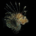   Lionfish taken night dive. Canon G9 Ikelite DS51 strobe dive  